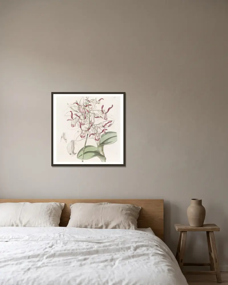 Bull-headed Dendrobium von Sydenham Edwards gerahmt an einer Wand