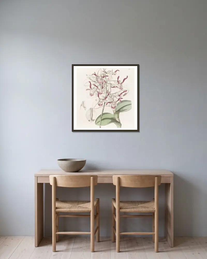 Bull-headed Dendrobium von Sydenham Edwards gerahmt an einer Wand