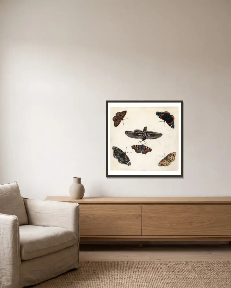 Studies Of Five Butterflies And A Hawk Moth av Jan Van Kessel The Elder inramad på en vägg