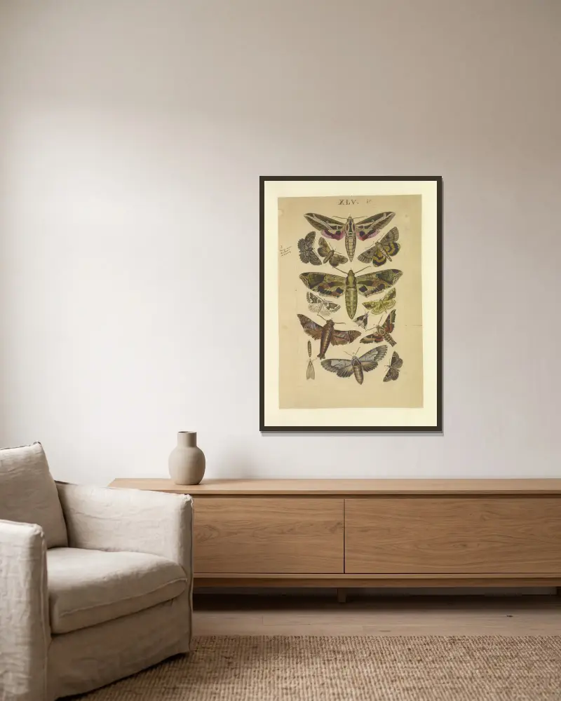 Lepidoptera Pl.045, Townend Glover v rámu na stěně
