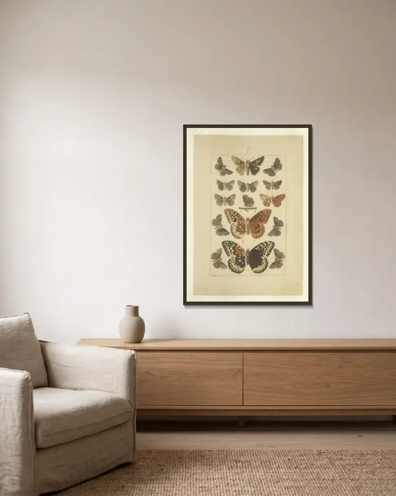 Lepidoptera Pl. 136 von Townend Glover gerahmt an einer Wand