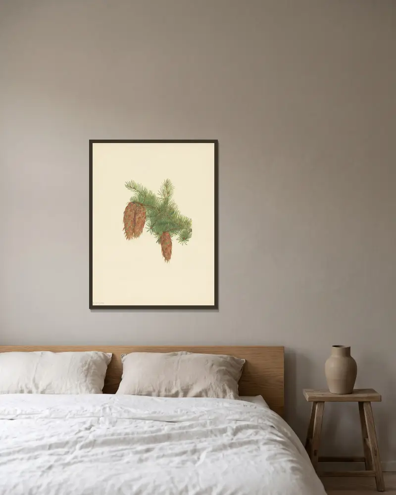 Douglasie (Pseudotsuga mucronata) von Mary Vaux Walcott gerahmt an einer Wand