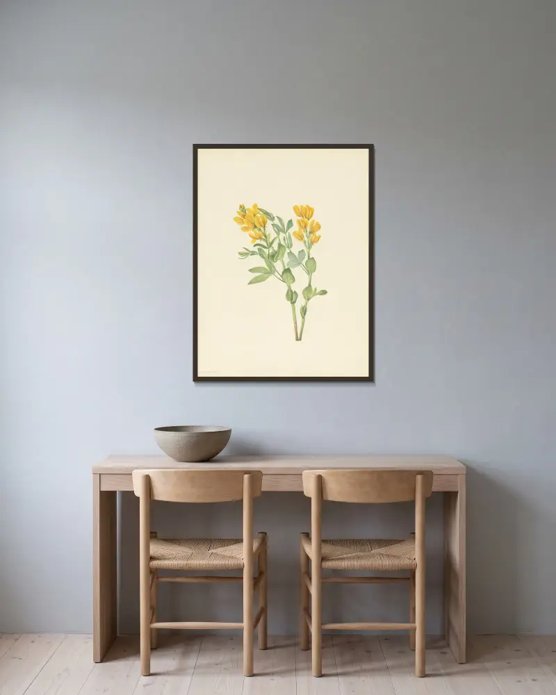 Goldenpea (Thermopsis rhombifolia) von Mary Vaux Walcott gerahmt an einer Wand