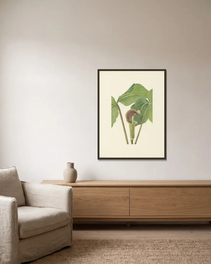 Jack-in-the-pulpit (Arisaema triphyllum), Mary Vaux Walcott v rámu na stěně