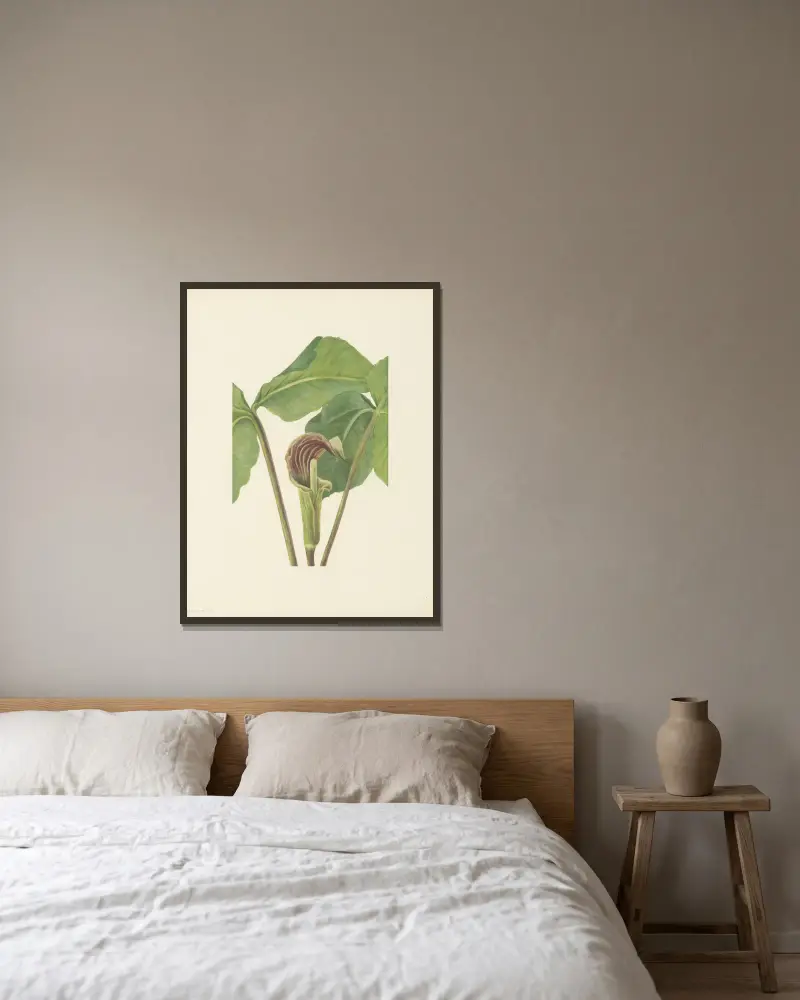 Jack-in-the-pulpit (Arisaema triphyllum), Mary Vaux Walcott v rámu na stěně