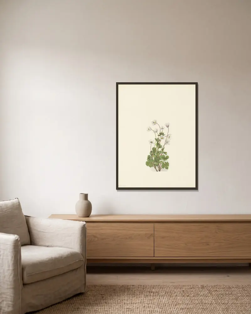 Nordlige Anemone (Anemone parviflora) von Mary Vaux Walcott gerahmt an einer Wand