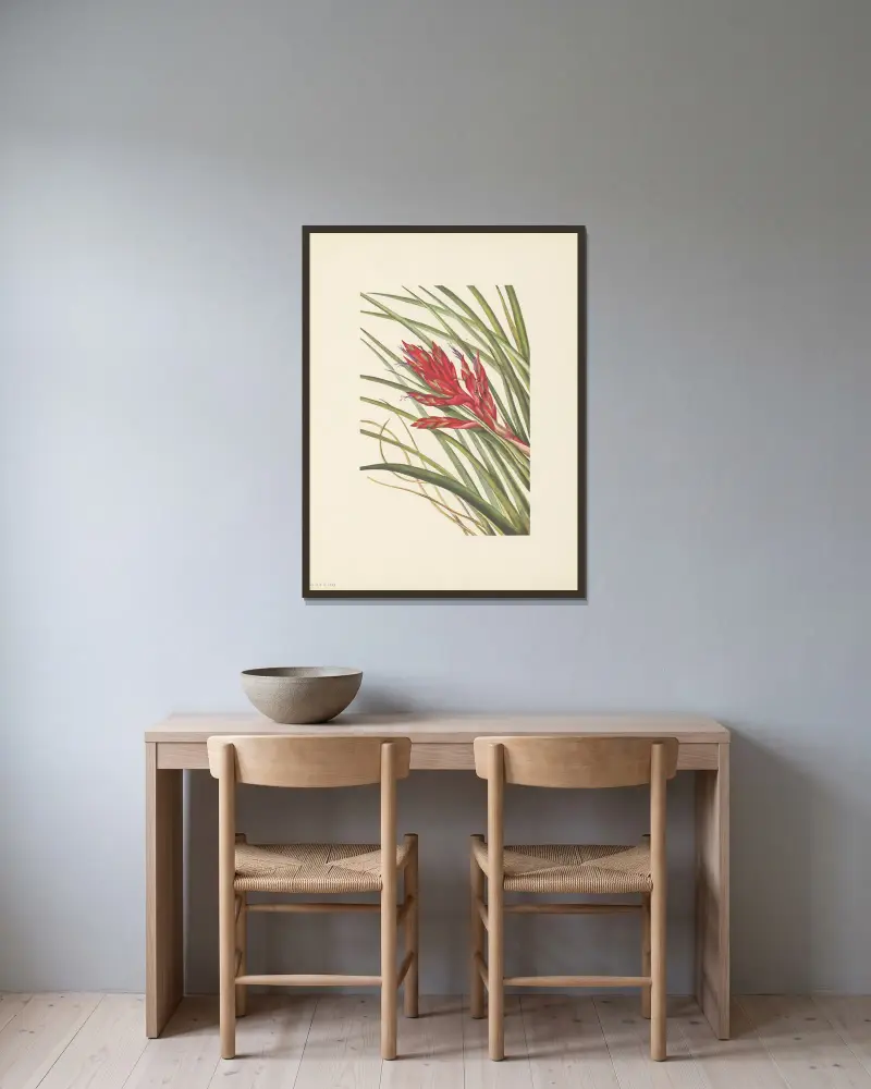 Quill-leaf Tillandsia (Tillandsia fasciculata) von Mary Vaux Walcott gerahmt an einer Wand