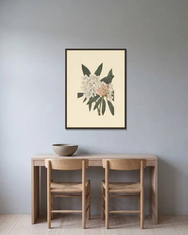 Pěnišník největší (Rhododendron maximum), Mary Vaux Walcott v rámu na stěně