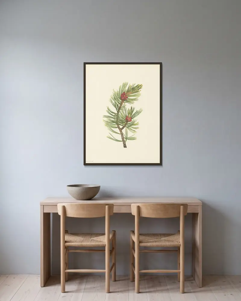Weißstämmige Kiefer (Pinus albicaulis) von Mary Vaux Walcott gerahmt an einer Wand