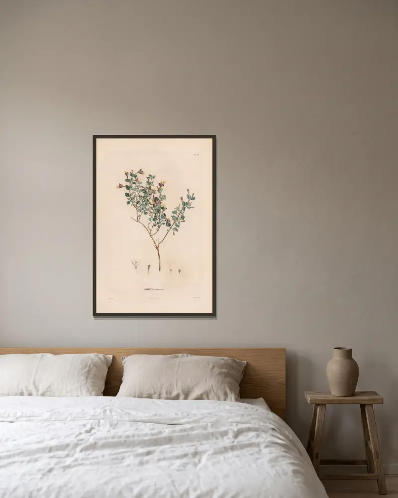 Botanik Taf. 17 von Alexander von Humboldt gerahmt an einer Wand