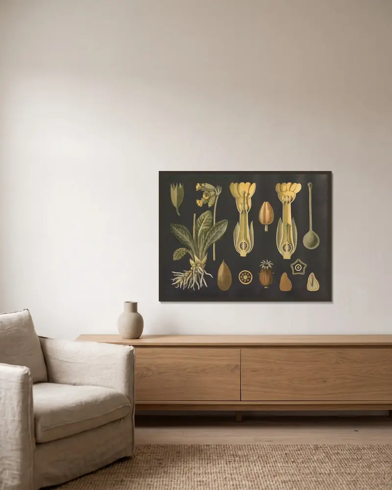 Majviva (Primula veris) av Gottlieb von Koch inramad på en vägg
