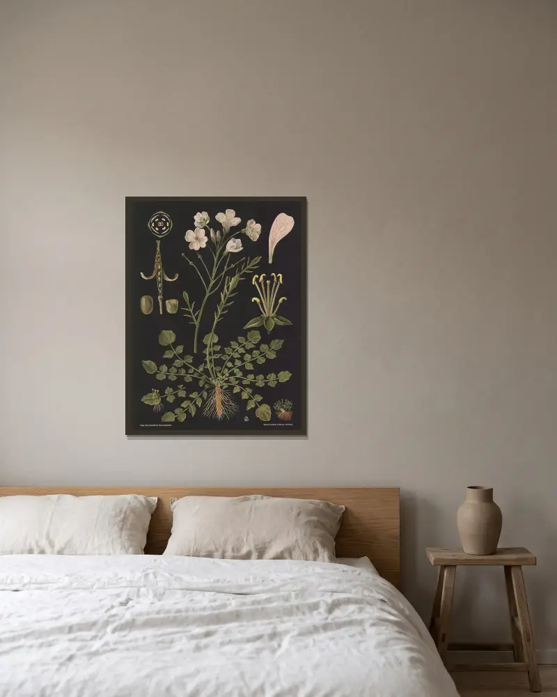 Wiesen-Schaumkraut (Cardamine pratensis) von Gottlieb von Koch gerahmt an einer Wand