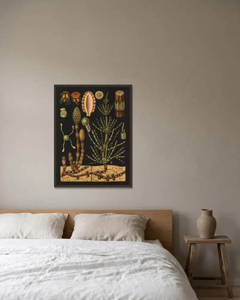 Acker-Schachtelhalm (Equisetum arvense) von Gottlieb von Koch gerahmt an einer Wand