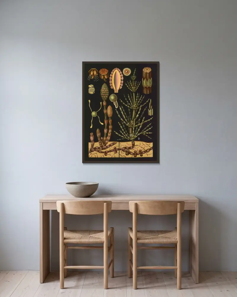 Acker-Schachtelhalm (Equisetum arvense) von Gottlieb von Koch gerahmt an einer Wand