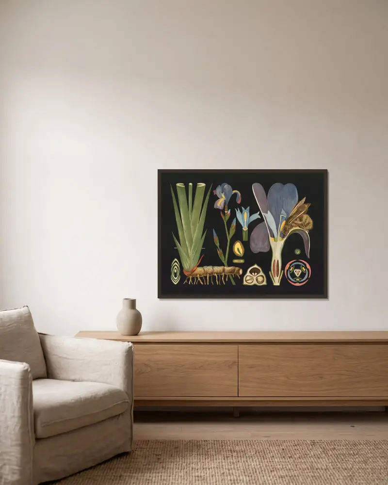 Iris (Iris germanica) von Gottlieb von Koch gerahmt an einer Wand