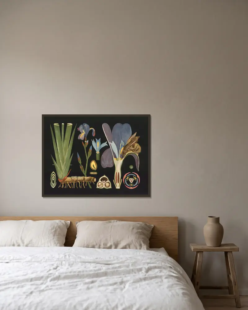 Iris (Iris germanica) von Gottlieb von Koch gerahmt an einer Wand