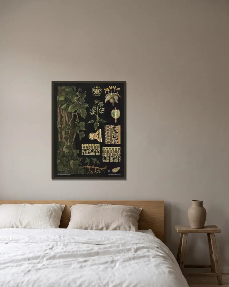 Efeu (Hedera helix) von Gottlieb von Koch gerahmt an einer Wand
