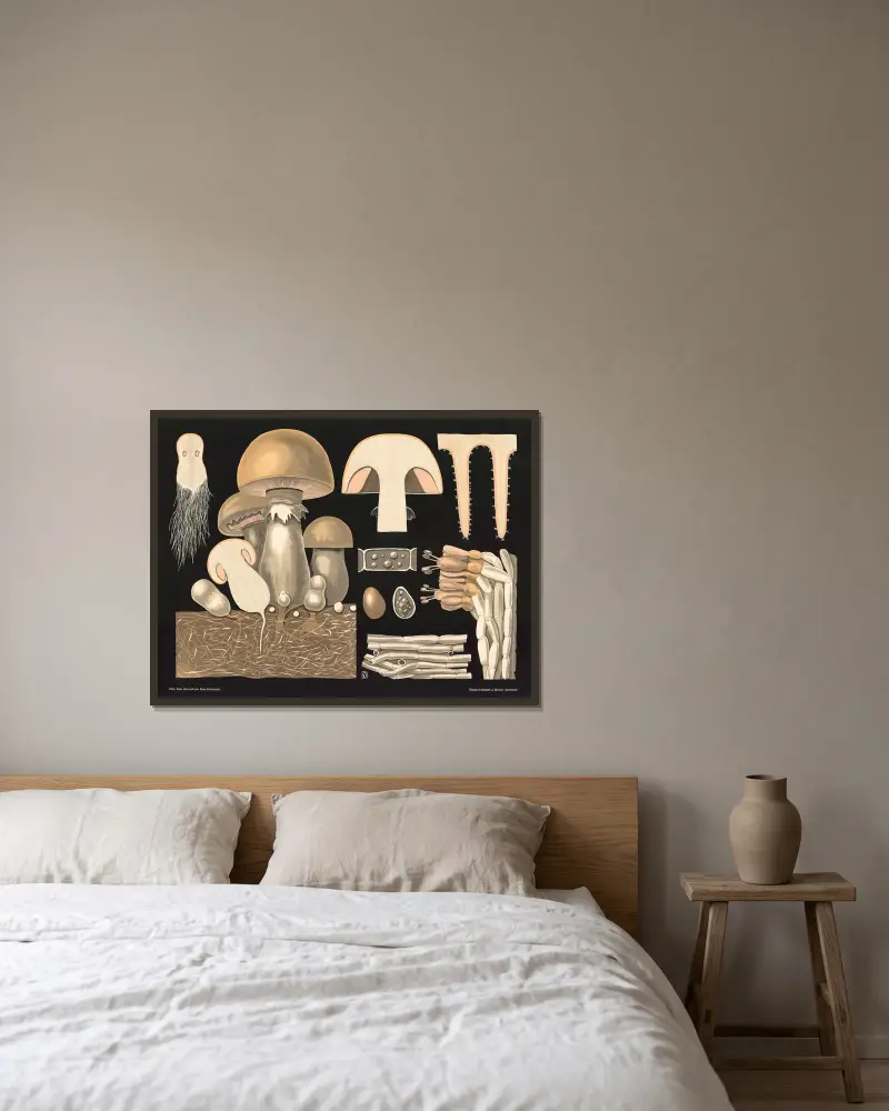 Žampion (Agaricus campestris), Gottlieb von Koch v rámu na stěně