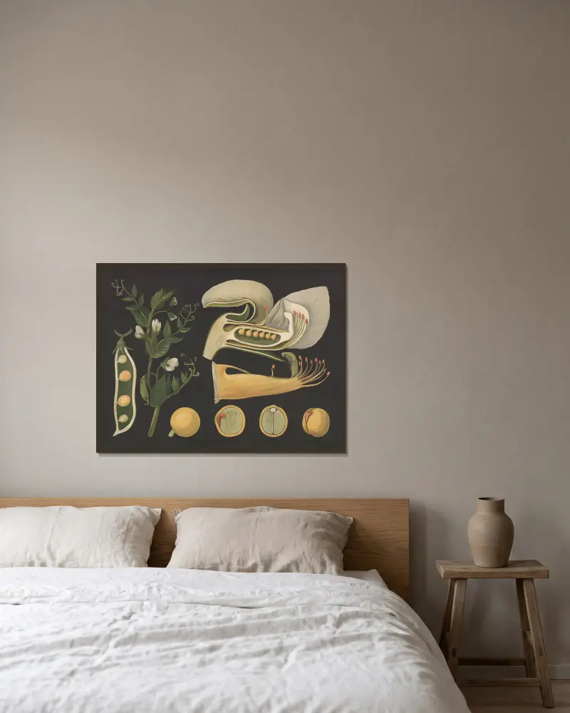 Erbse (Pisum) von Gottlieb von Koch gerahmt an einer Wand