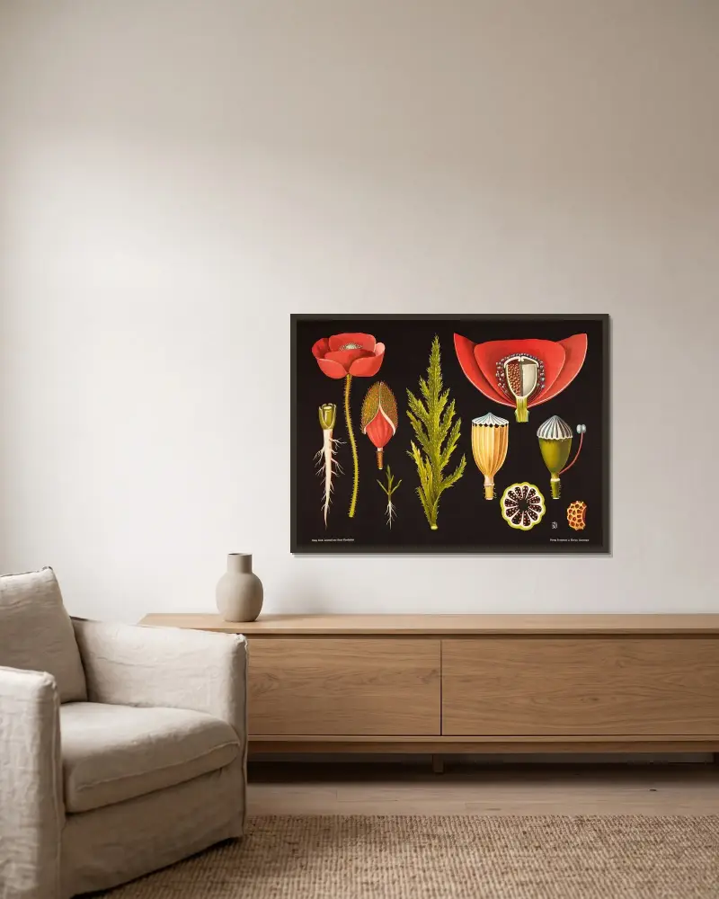 Poppy (Papaver rhoeas) av Gottlieb von Koch inramad på en vägg