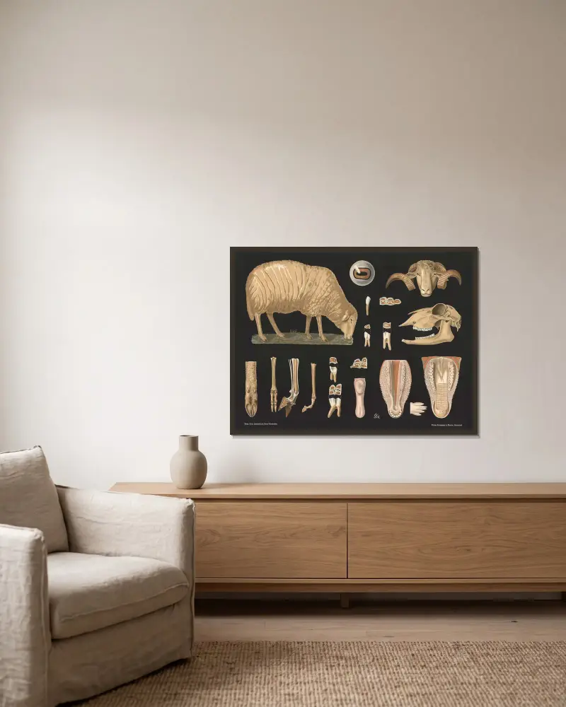 Schaf (Ovis aries) von Gottlieb von Koch gerahmt an einer Wand