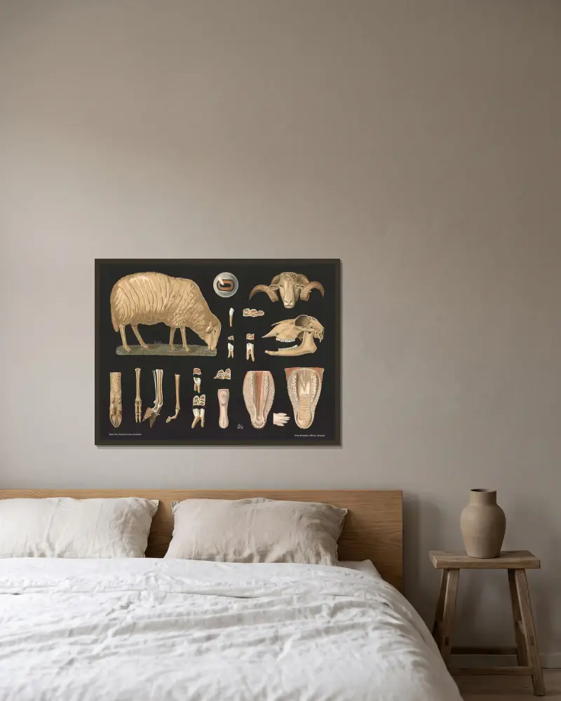 Schaf (Ovis aries) von Gottlieb von Koch gerahmt an einer Wand