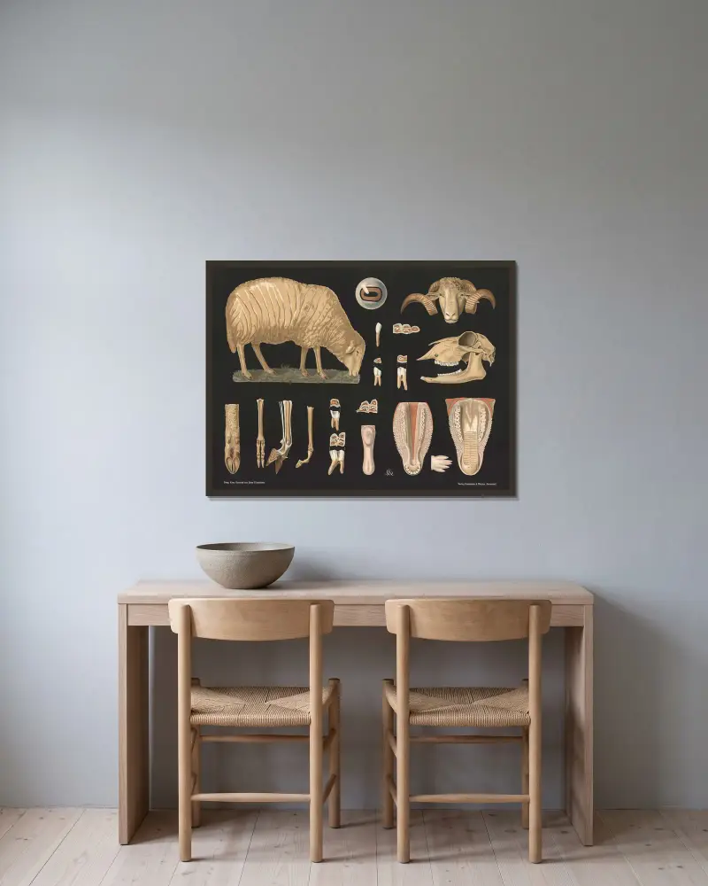 Schaf (Ovis aries) von Gottlieb von Koch gerahmt an einer Wand