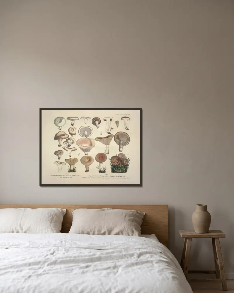 Naturgetreue Abbildungen und Beschreibungen der essbaren, schädlichen und verdächtigen Schwämme, Tafel 13 von Julius Vincenz von Krombholz gerahmt an einer Wand