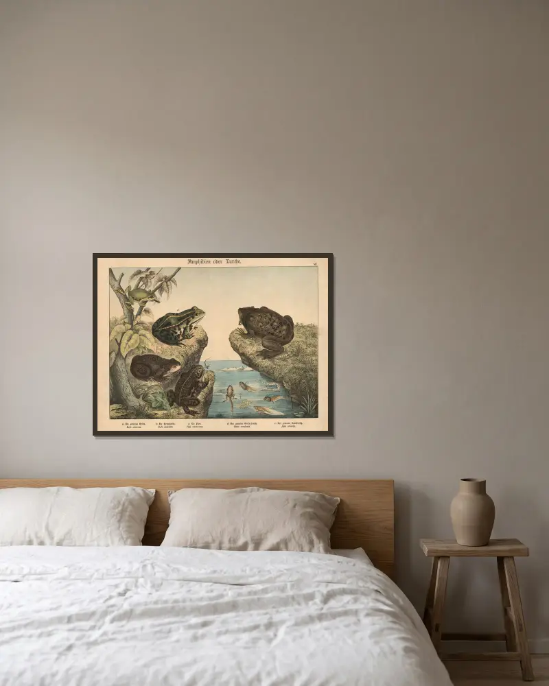 Amphibien oder Lurche von Gotthilf Heinrich von Schubert gerahmt an einer Wand