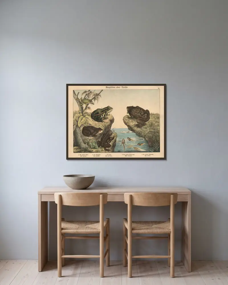 Amphibien oder Lurche von Gotthilf Heinrich von Schubert gerahmt an einer Wand