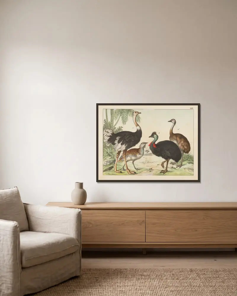 Naturgeschichte der Vögel, Tafel 24 von Gotthilf Heinrich von Schubert gerahmt an einer Wand