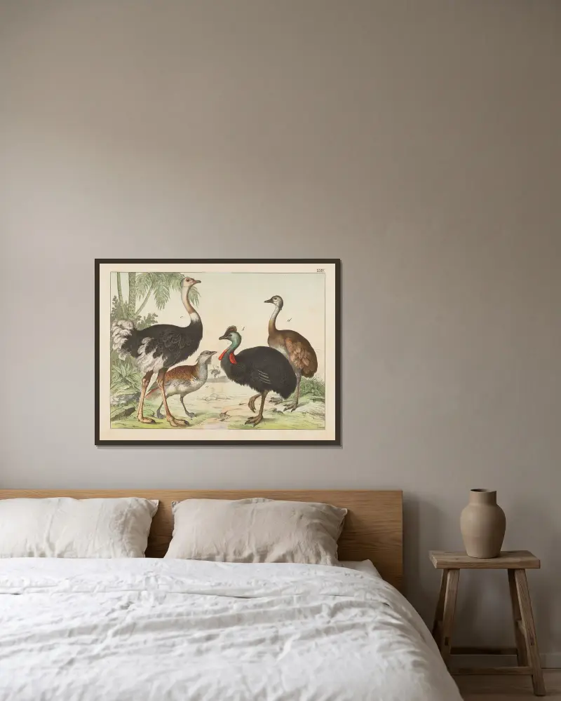 Naturgeschichte der Vögel, Tafel 24 von Gotthilf Heinrich von Schubert gerahmt an einer Wand