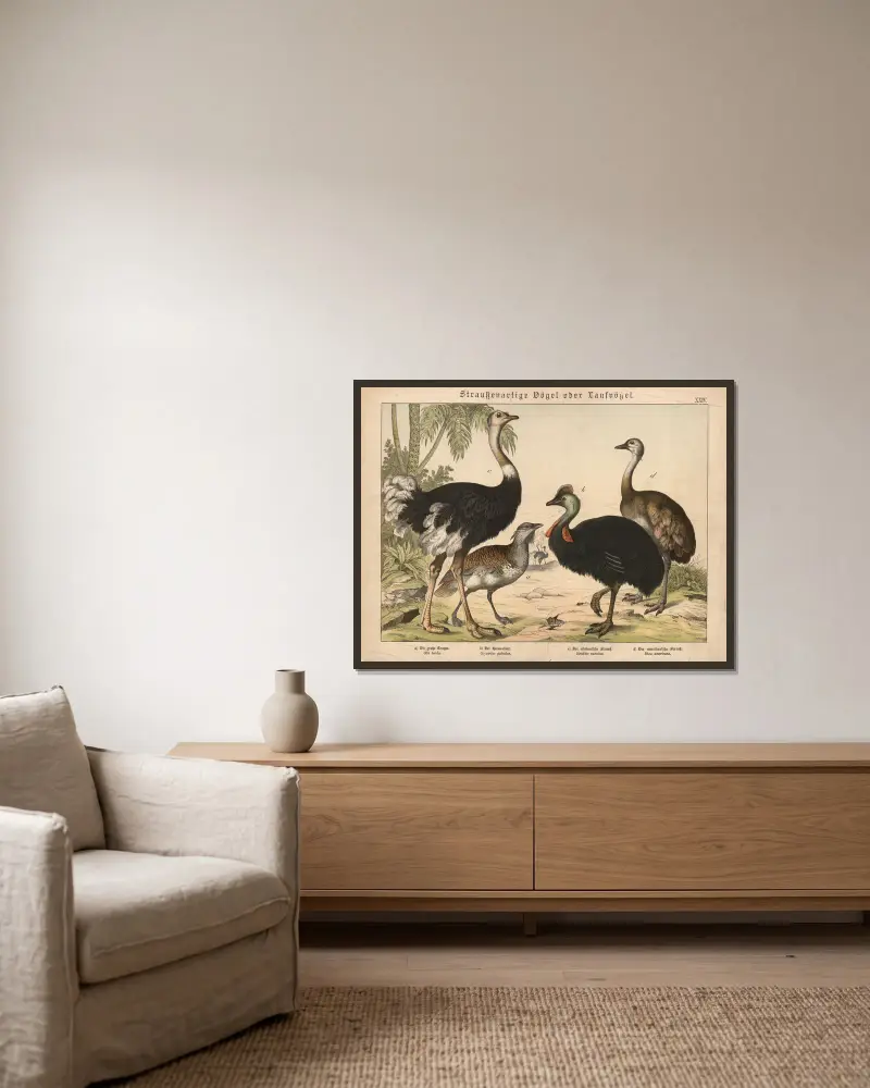 Straussenartige Vögel oder Laufvögel von Gotthilf Heinrich von Schubert gerahmt an einer Wand