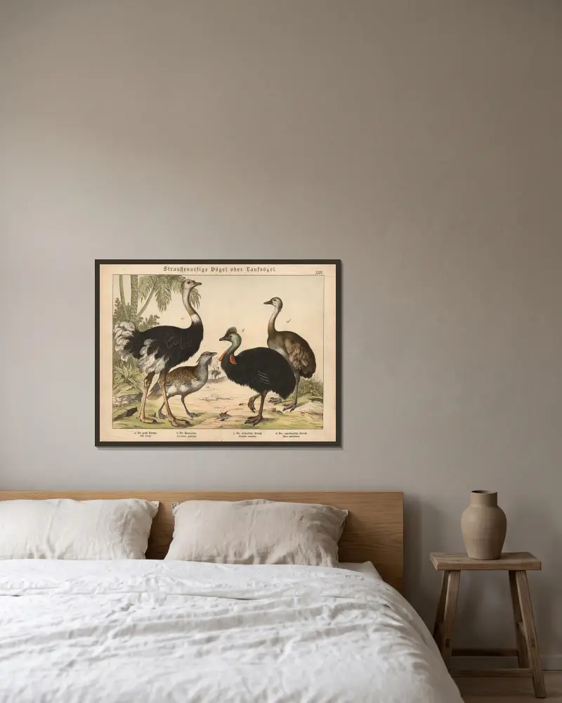 Straussenartige Vögel oder Laufvögel von Gotthilf Heinrich von Schubert gerahmt an einer Wand