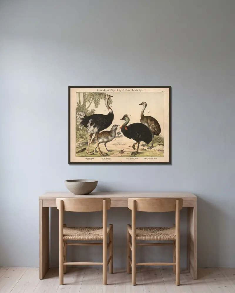 Straussenartige Vögel oder Laufvögel von Gotthilf Heinrich von Schubert gerahmt an einer Wand