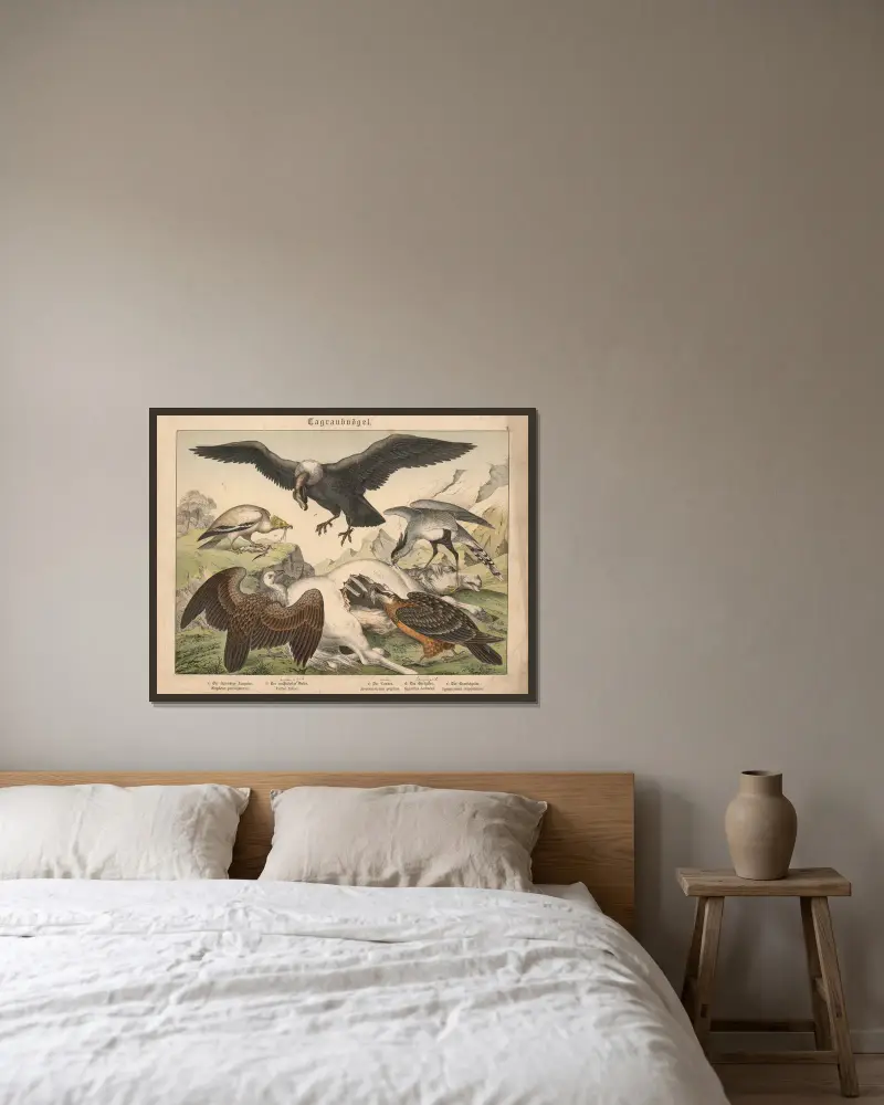 Tagraubvögel. a) Der schmutzige Aasgeier, b) Der weissköpfige Geier, c) Der Condor, d) Der Bartgeier, e) Der Kranichgeier av Gotthilf Heinrich von Schubert inramad på en vägg