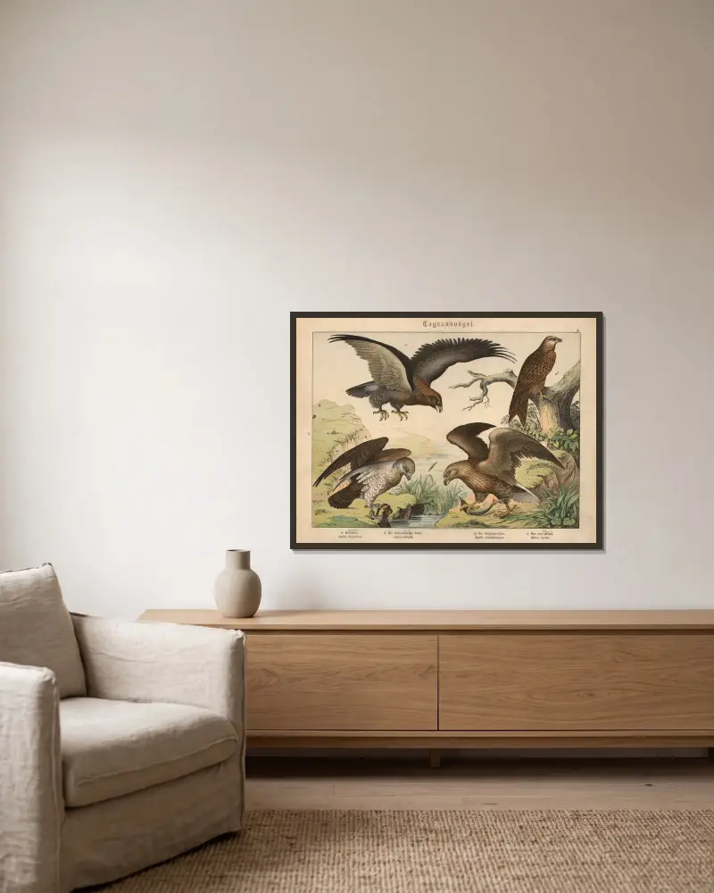 Tagraubvögel. a) Goldadler, b) Der weissschwänzige Adler, c) Der Schlangenadler, d) Der rote Milan av Gotthilf Heinrich von Schubert inramad på en vägg