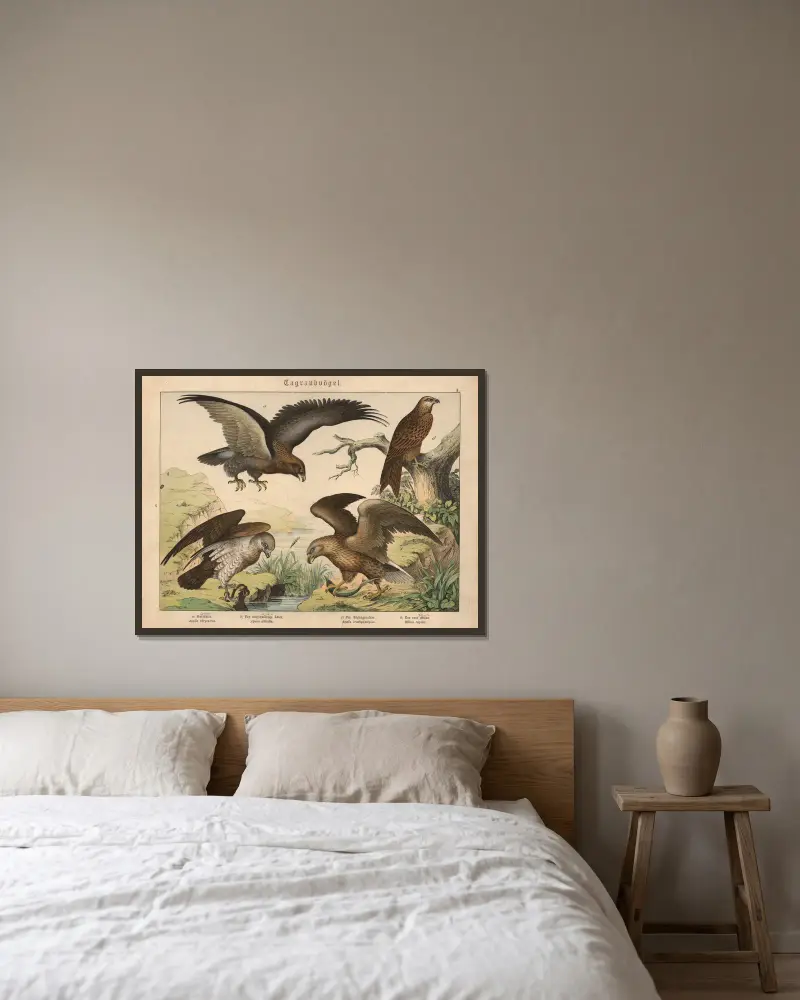 Tagraubvögel. a) Goldadler, b) Der weissschwänzige Adler, c) Der Schlangenadler, d) Der rote Milan av Gotthilf Heinrich von Schubert inramad på en vägg