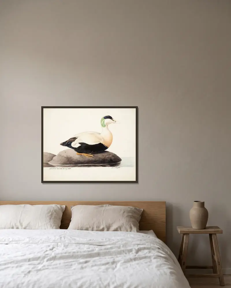 Common Eider, Male av Magnus Von Wright inramad på en vägg