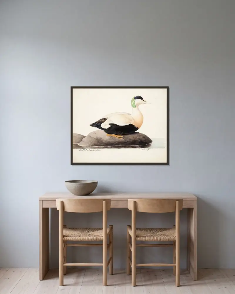 Common Eider, Male av Magnus Von Wright inramad på en vägg