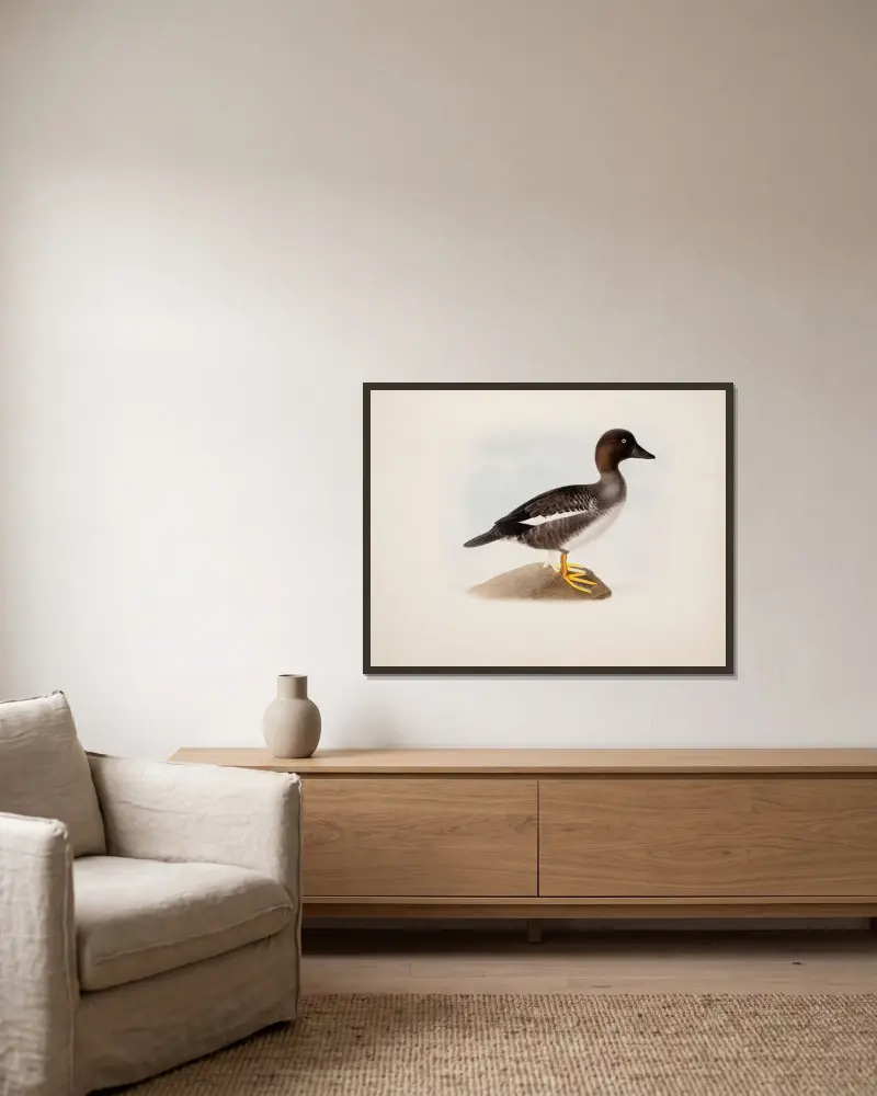 Common Goldeneye av Magnus Von Wright inramad på en vägg