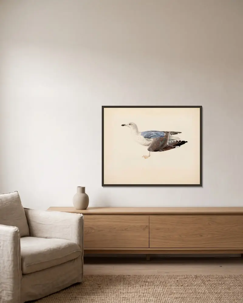 European Herring Gull av Magnus Von Wright inramad på en vägg