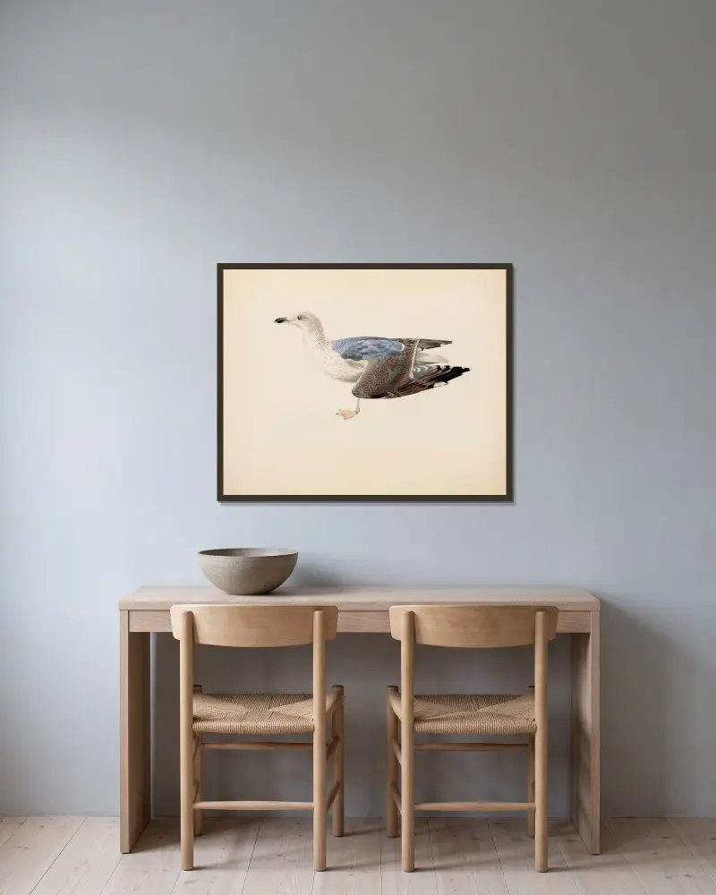 European Herring Gull av Magnus Von Wright inramad på en vägg