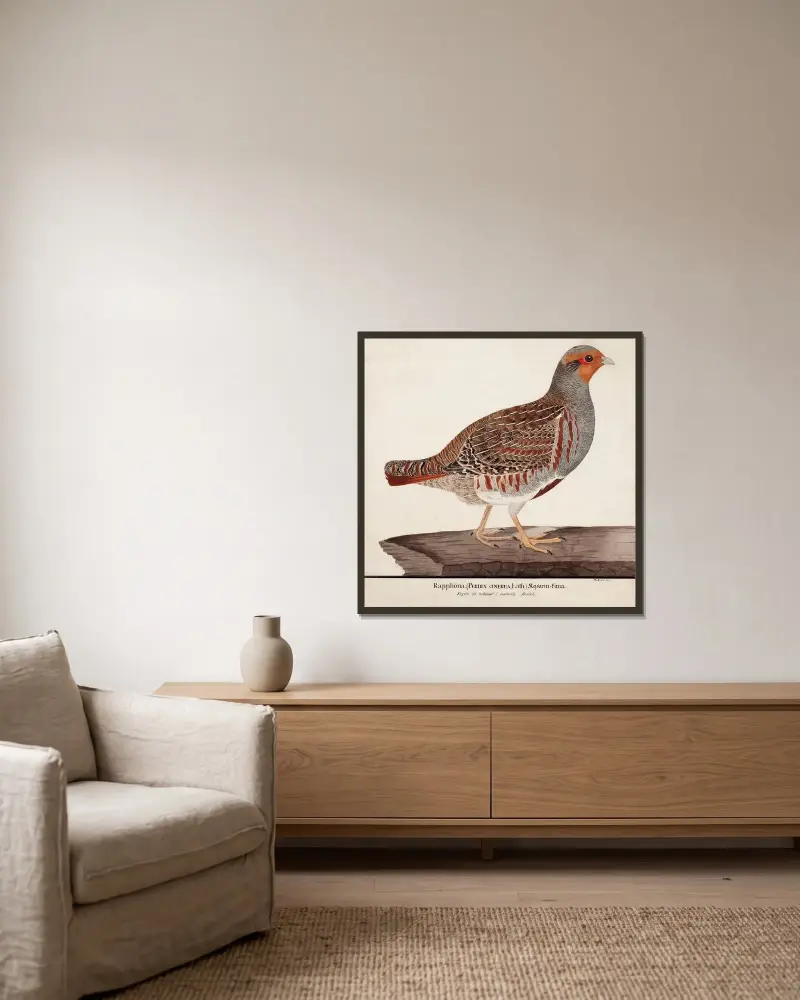 Grey Partridge av Magnus Von Wright inramad på en vägg
