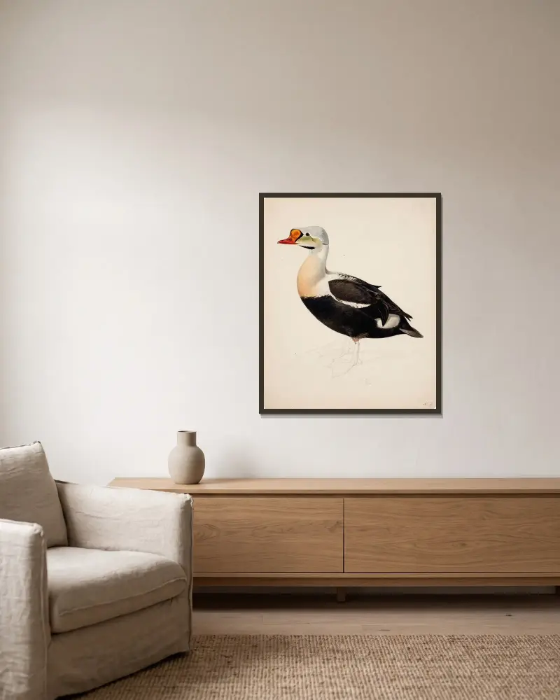 King Eider ; Unfinished av Magnus Von Wright inramad på en vägg