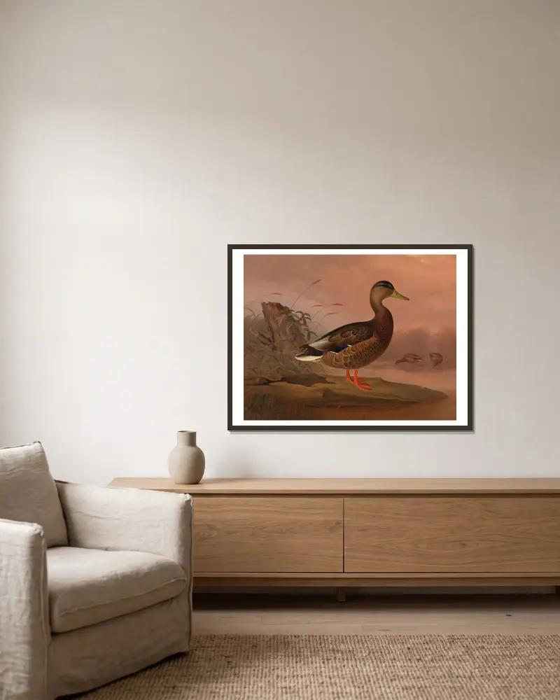 Mallard av Ferdinand von Wright inramad på en vägg