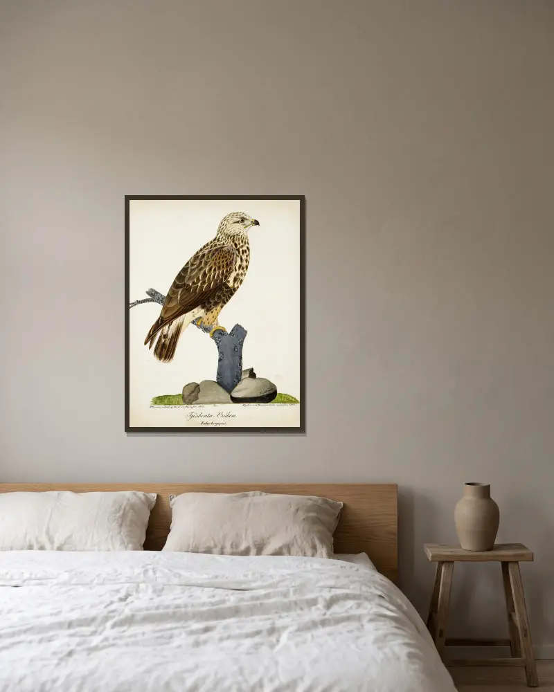 Raufußbussard von Ferdinand von Wright gerahmt an einer Wand