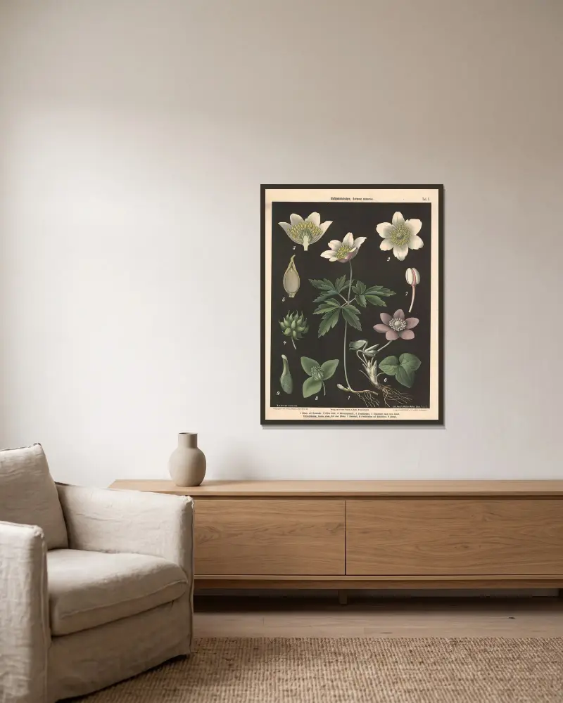 Buschwindröschen, Anemone nemorosa av Walter Müller inramad på en vägg