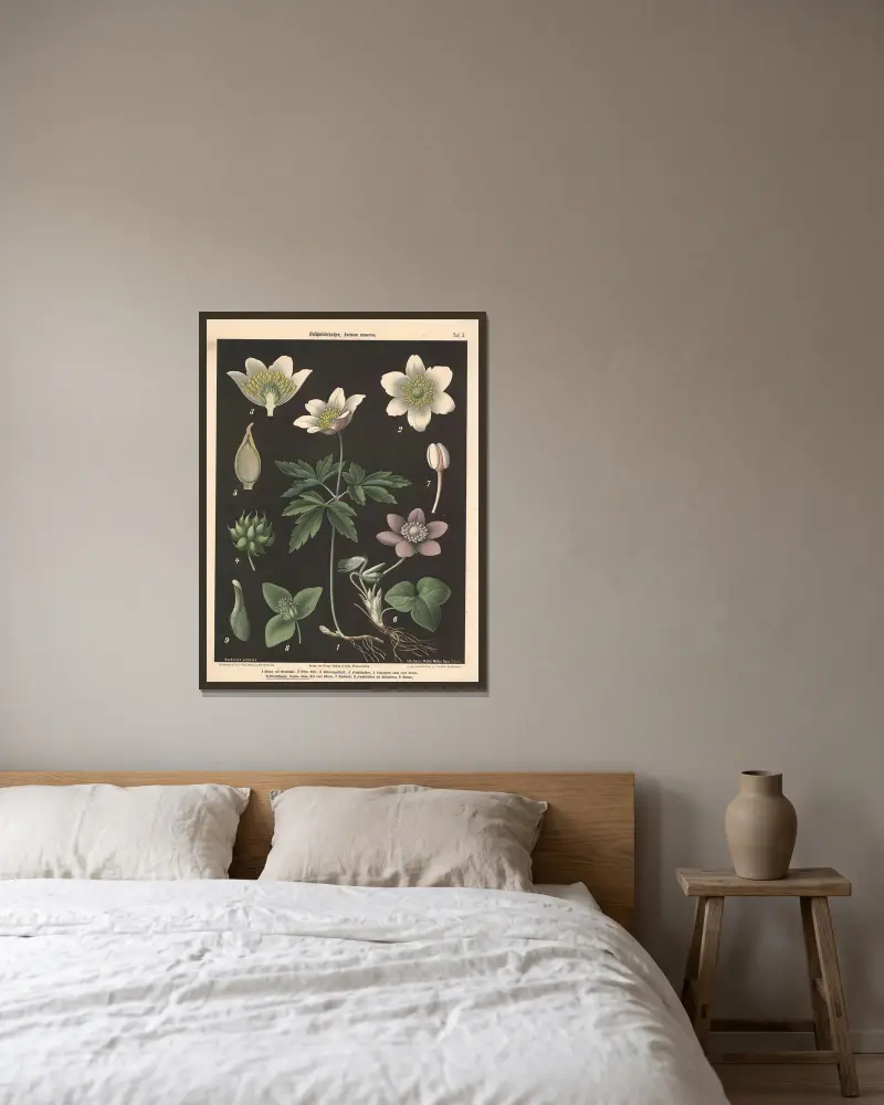 Buschwindröschen, Anemone nemorosa av Walter Müller inramad på en vägg