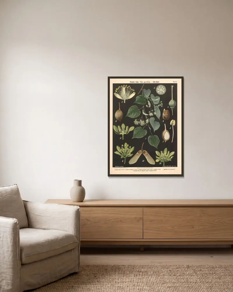 Gemeine Linde, Tilia parvifolia av Walter Müller inramad på en vägg